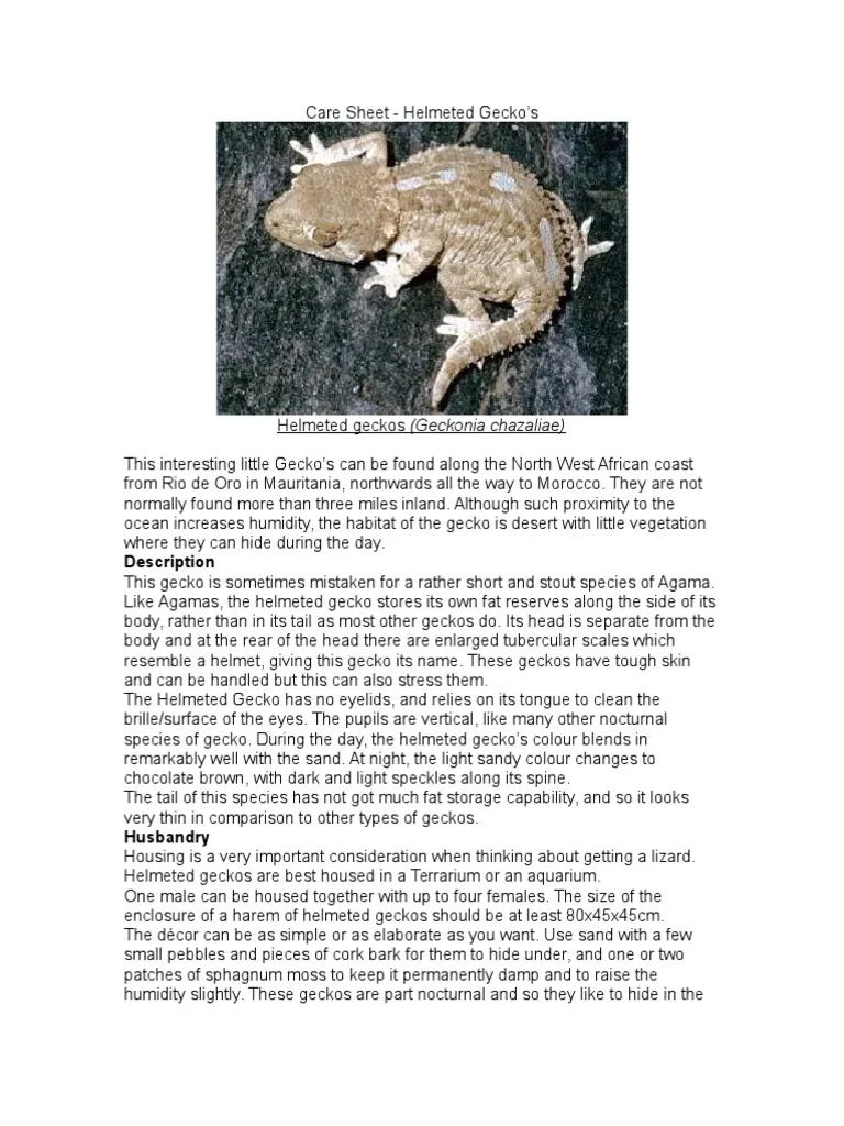 19102 scarlet birdeater substrate