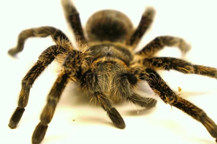 /img/19103-tarantula-fur-texture.webp