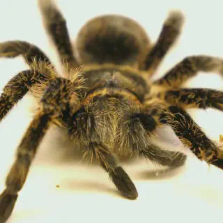/img/19103-tarantula-fur-texture.webp