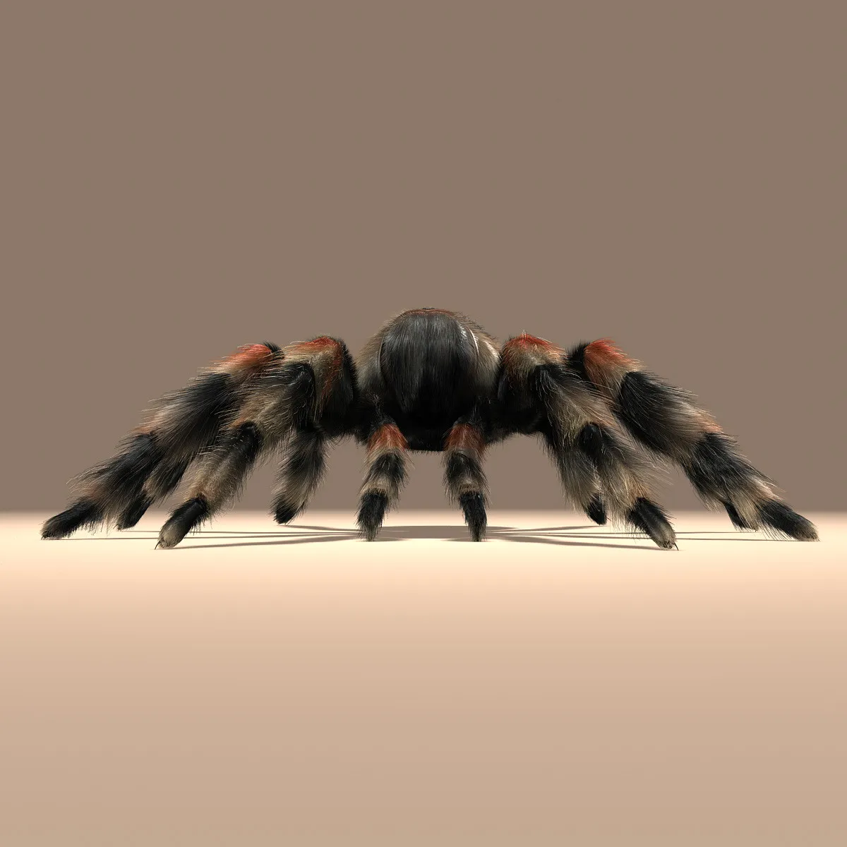 19103 tarantula habitat