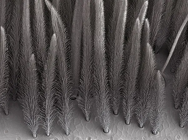 19103 tarantula handling