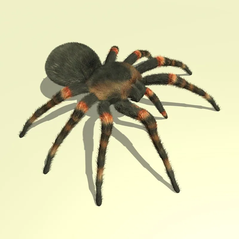 19103 tarantula molting