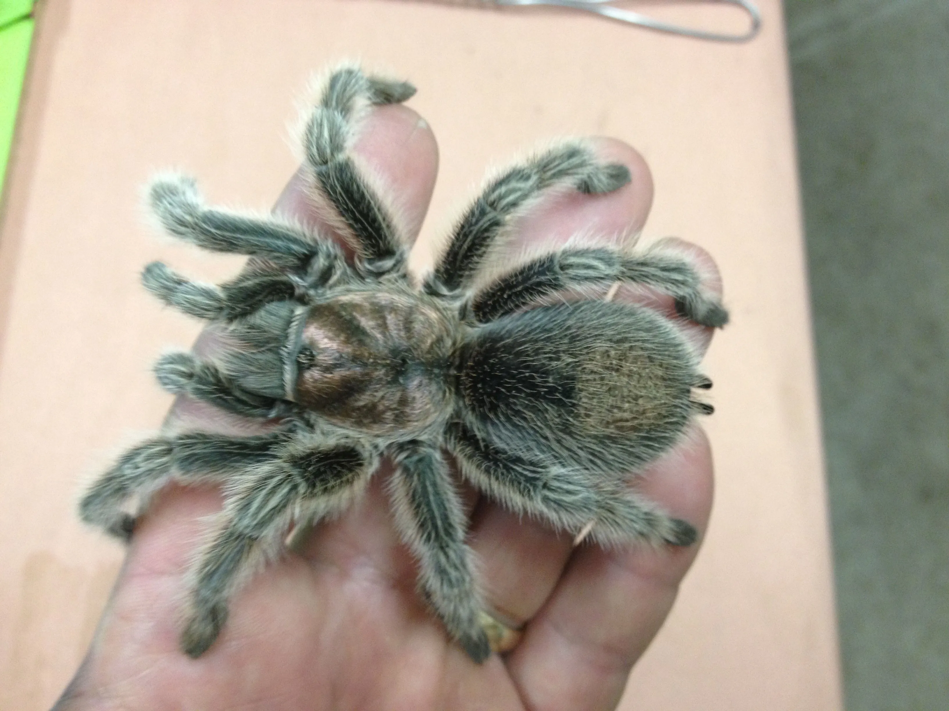 19111 rose hair tarantula substrate