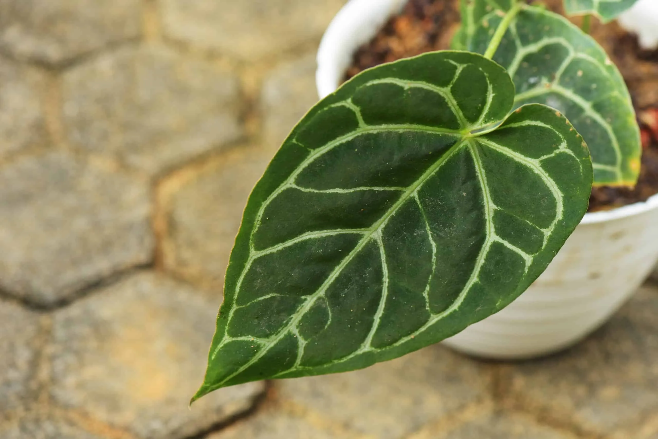 19112 anthurium crystallinum habitat