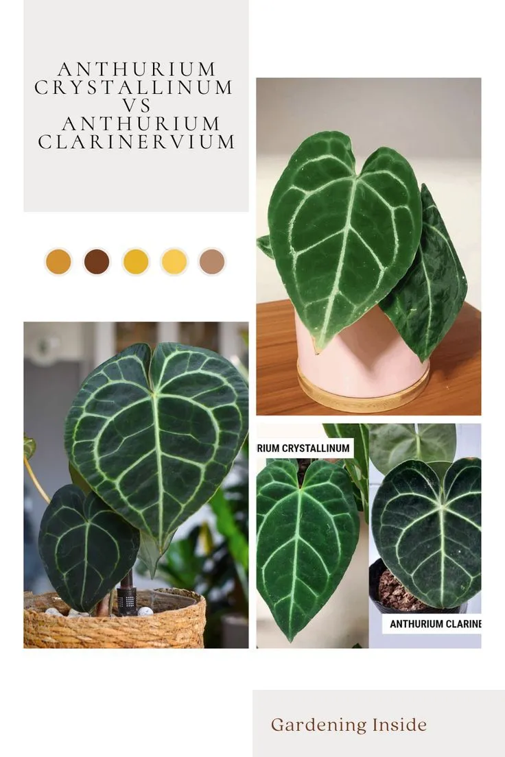 19112 anthurium crystallinum leaf