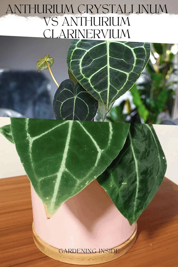 19112 anthurium light requirements