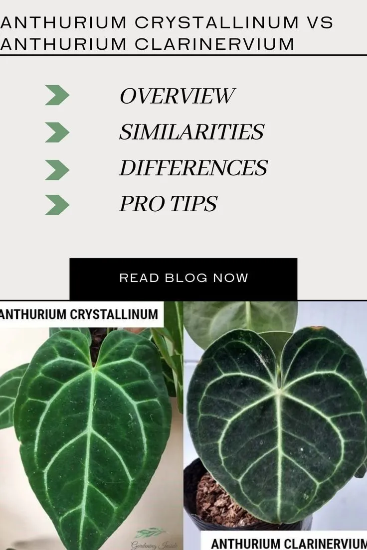 19112 anthurium tarantula habitat