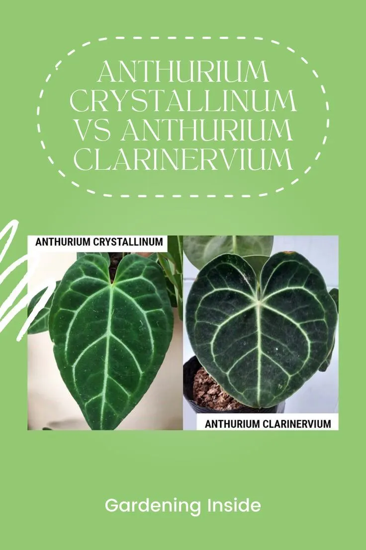 19112 anthurium watering needs