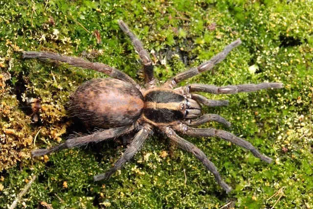19113 jamaican brown tarantula