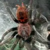 19113 jamaican red tarantula