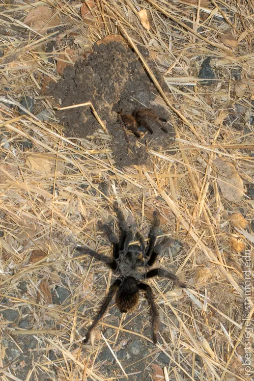19113 tarantula feeding