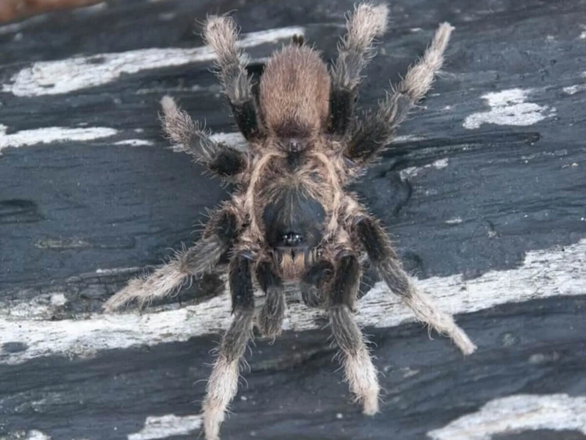 19113 tarantula mating