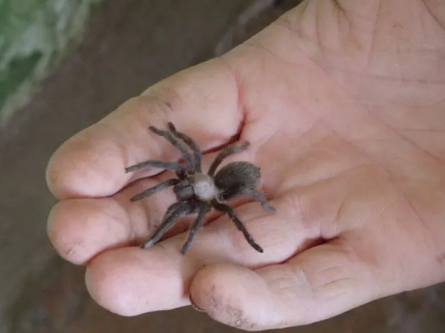 19114 baby tarantula 4d species