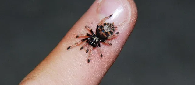 19114 baby tarantula 4d substrate