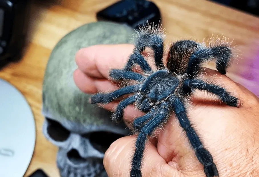 19115 feeding pink toe tarantula