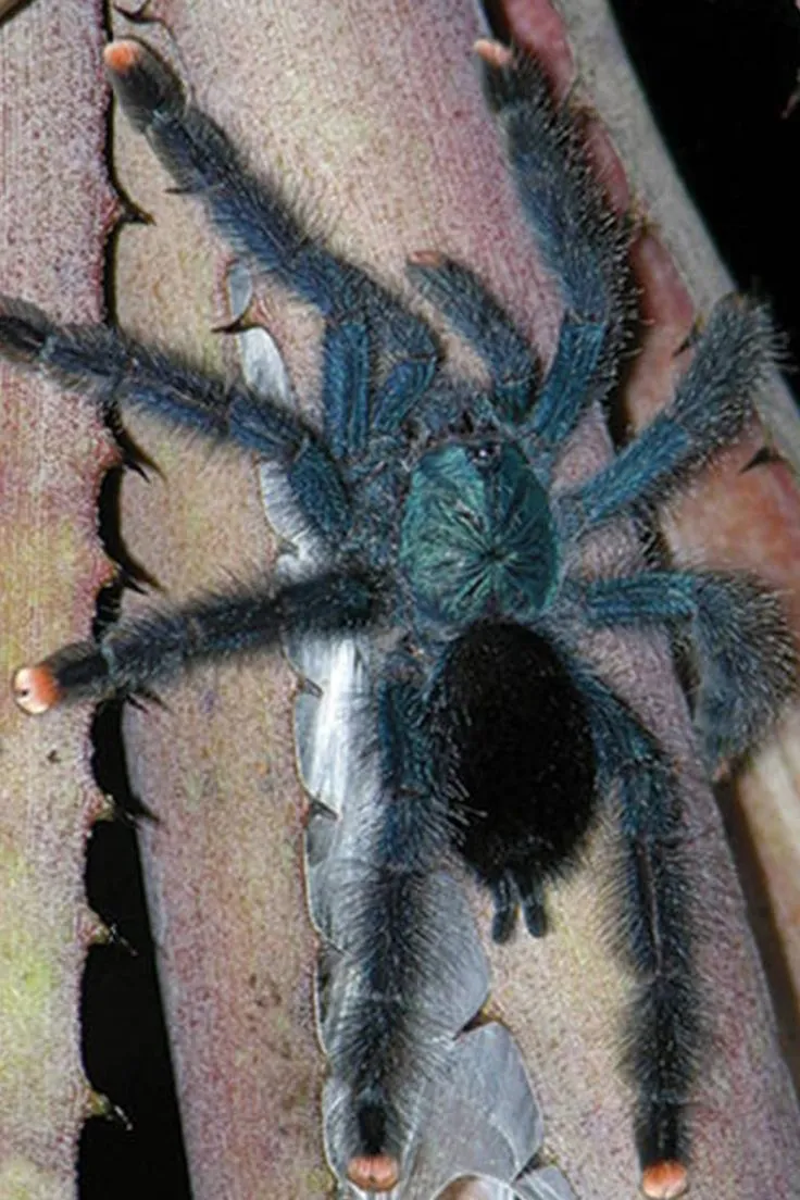 /img/19115-pink-toe-tarantula-happy.webp