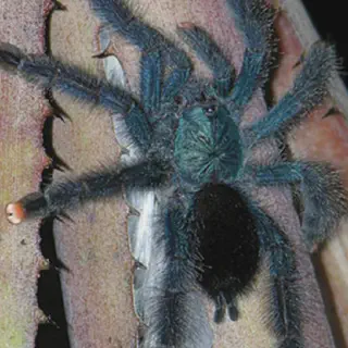/img/19115-pink-toe-tarantula-happy.webp