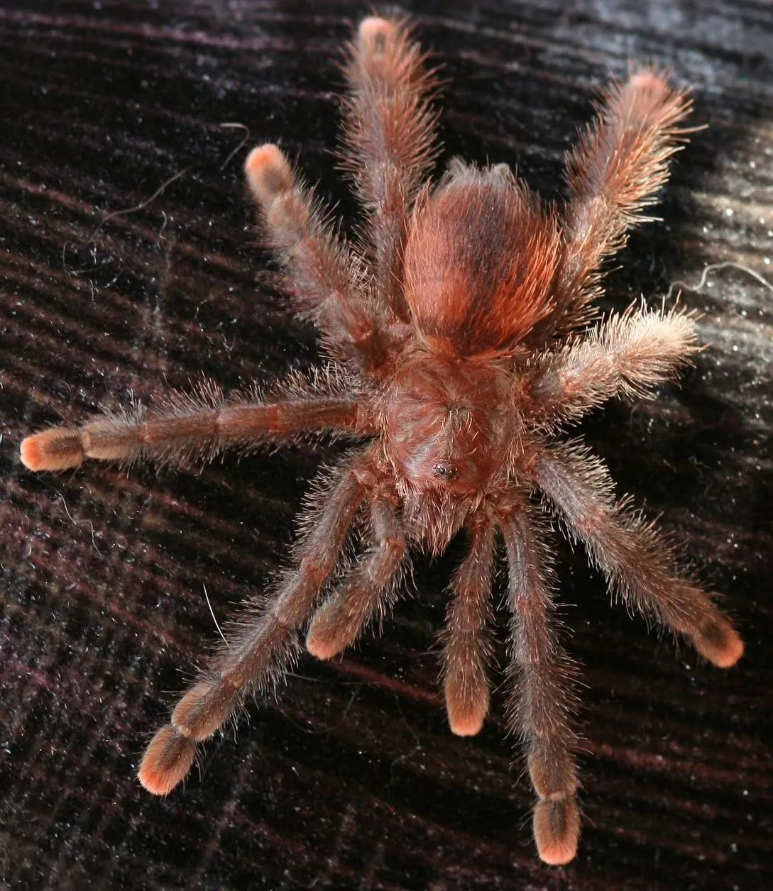 19115 pink toe tarantula humidity