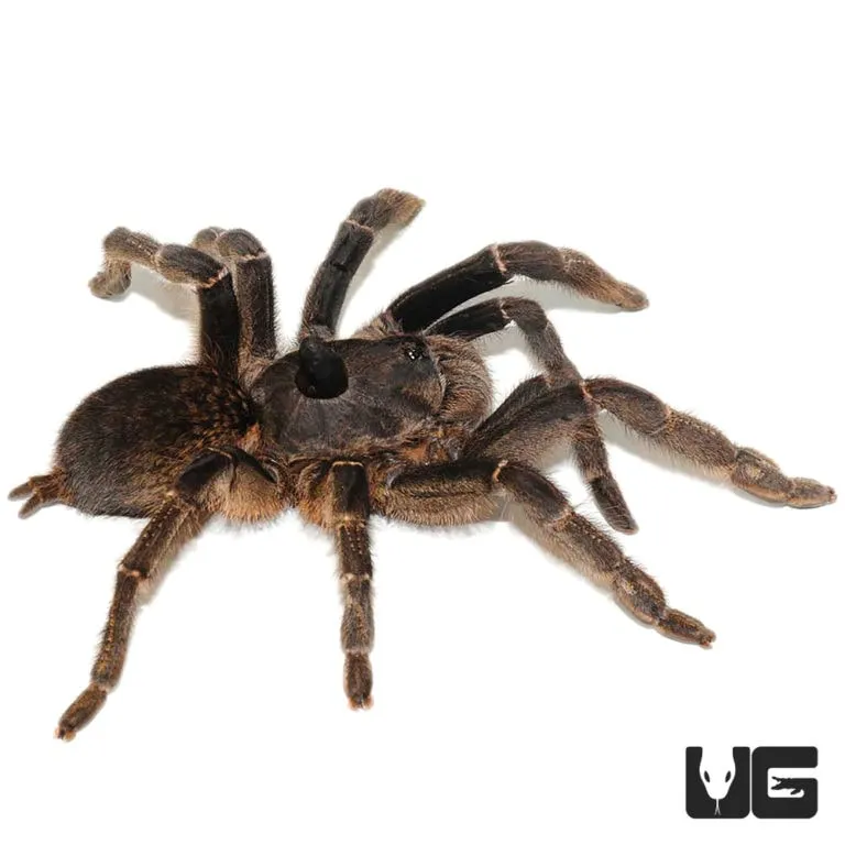 19117 horned baboon tarantula 1