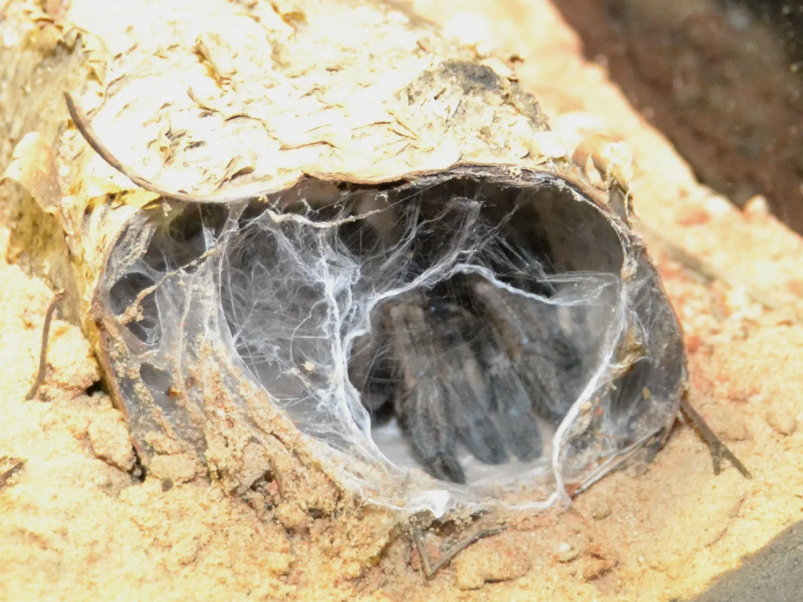 19117 horned baboon tarantula 2
