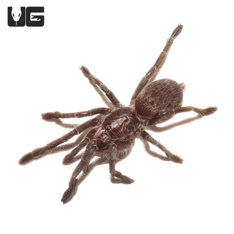 19117 horned baboon tarantula 3