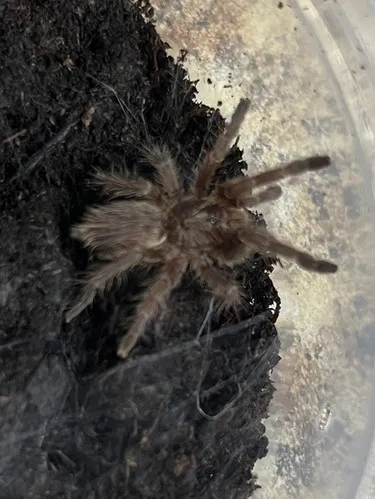 19117 horned baboon tarantula 5