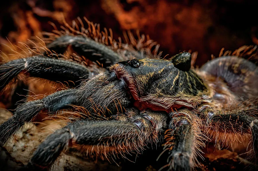 19117 horned baboon tarantula 6