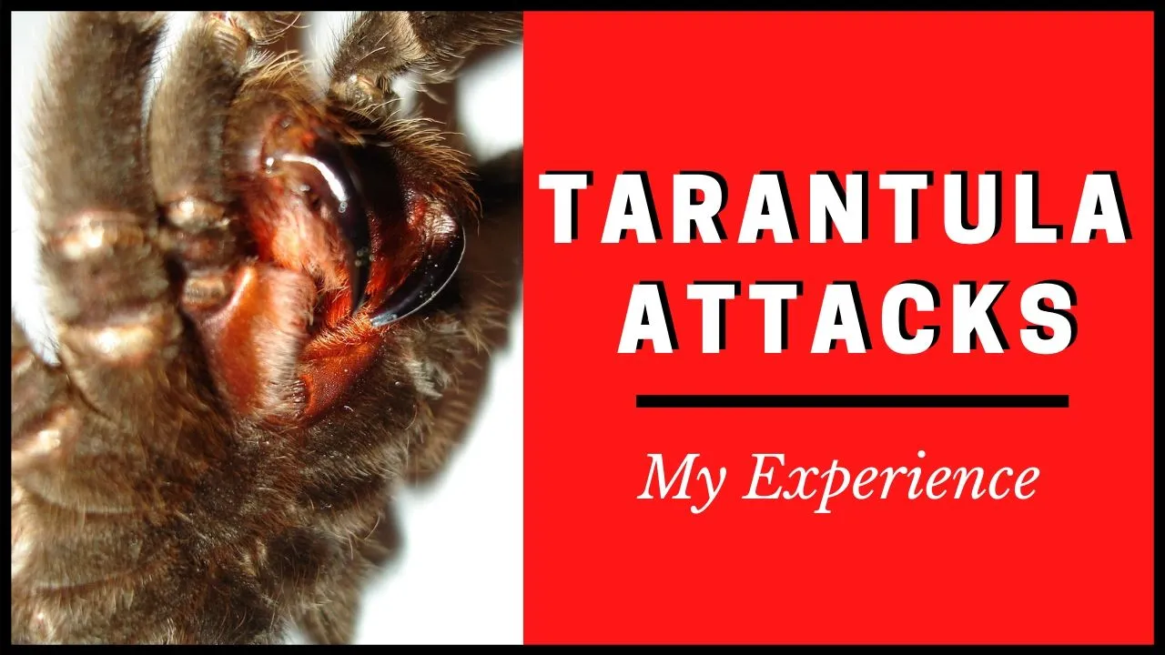 19121 tarantula seizure twitching