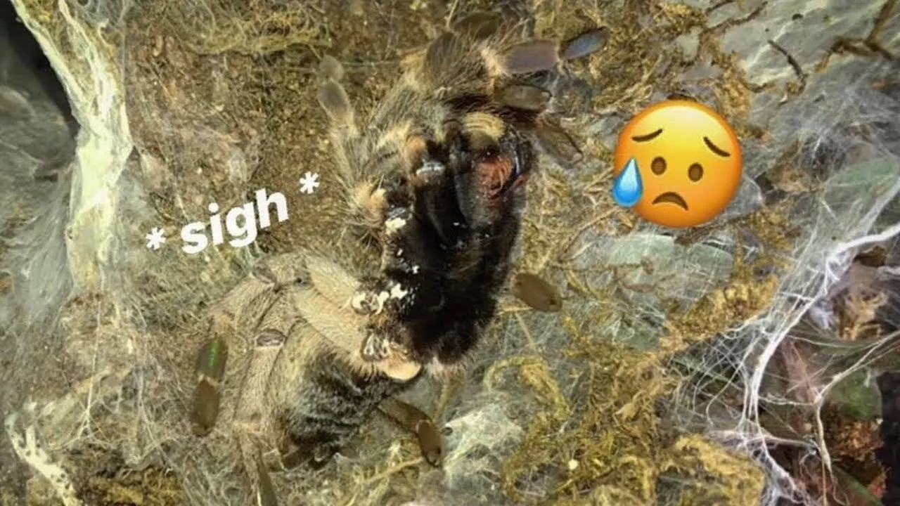 19121 tarantula seizure understanding