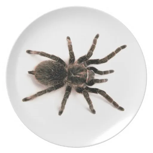 19122 dinner plate tarantula habitat