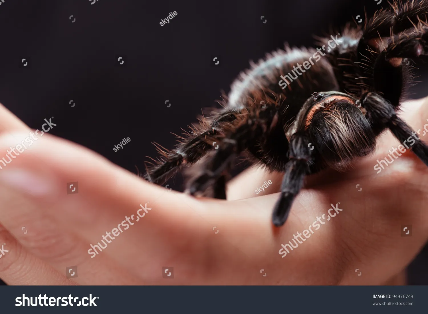 19124 tarantula venom composition