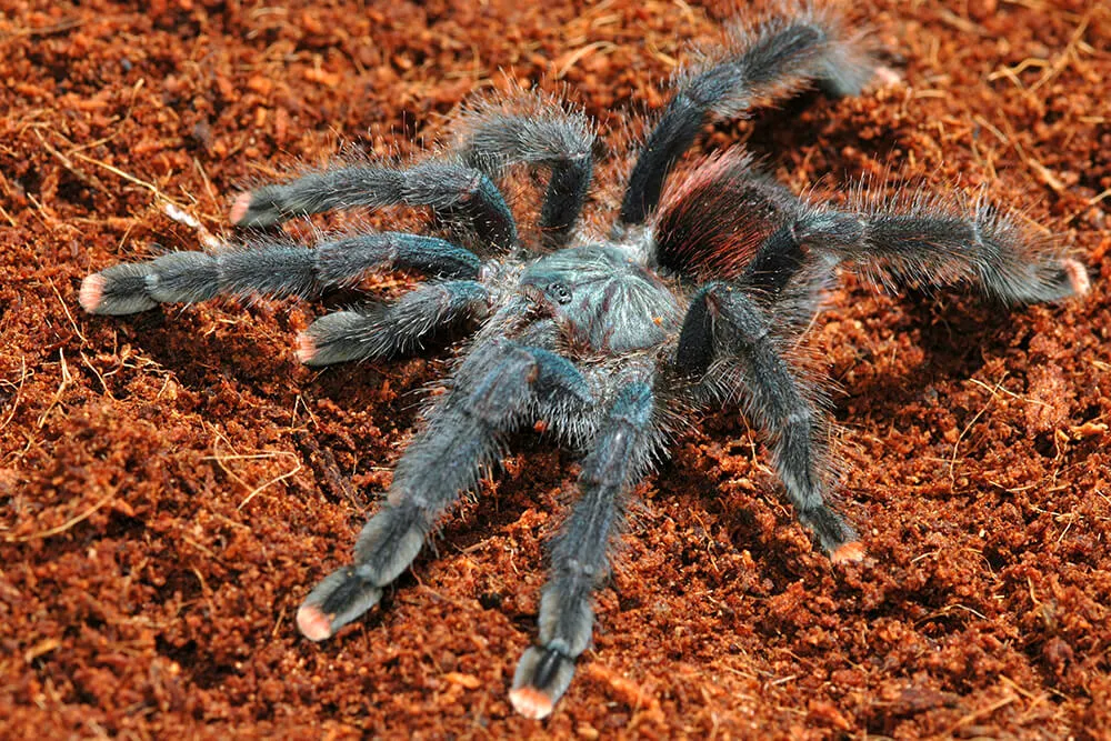 /img/19126-i3-tarantula-health-check.webp