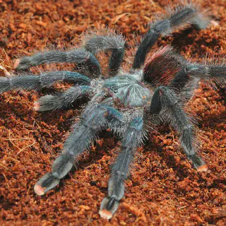 /img/19126-i3-tarantula-health-check.webp