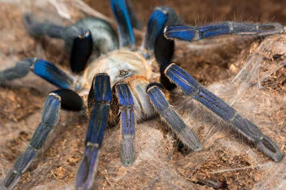 /img/19127-cobalt-blue-tarantula-eating.webp