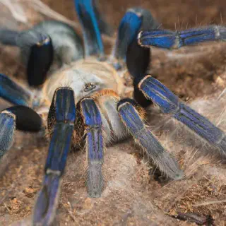 /img/19127-cobalt-blue-tarantula-eating.webp