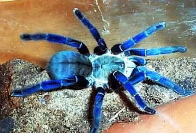 19127 cobalt blue tarantula feeding