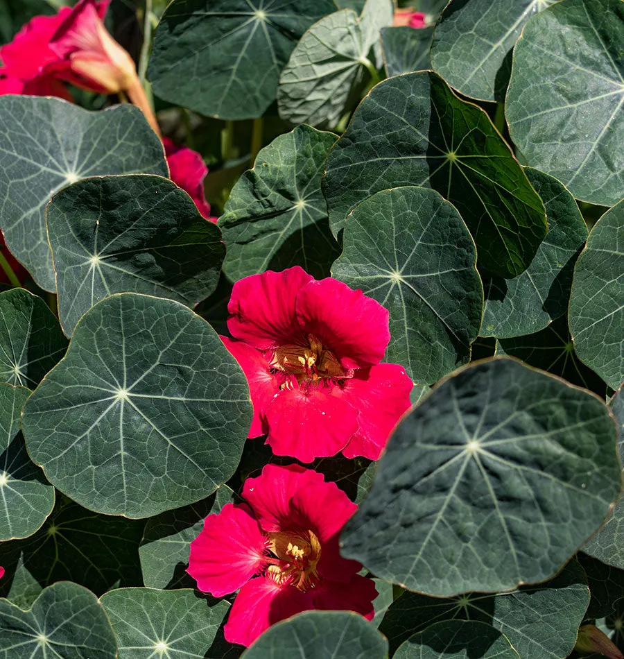 19131 baby rose hair tarantula healthy