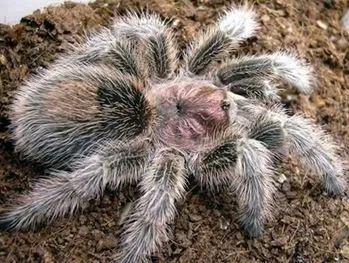 /img/19131-baby-rose-hair-tarantula-molting.webp