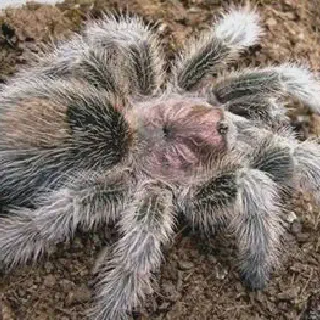 /img/19131-baby-rose-hair-tarantula-molting.webp