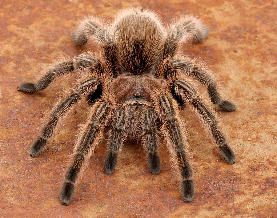 19131 baby rose hair tarantula substrate