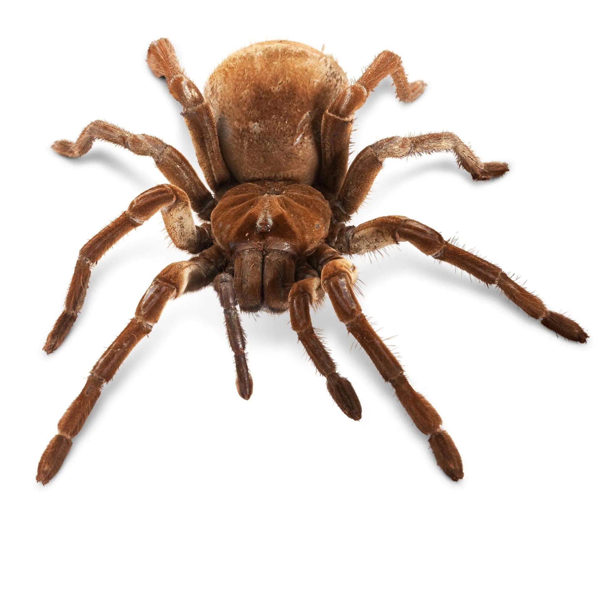/img/19134-goliath-birdeater-tarantula-breeding.webp