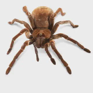 /img/19134-goliath-birdeater-tarantula-breeding.webp