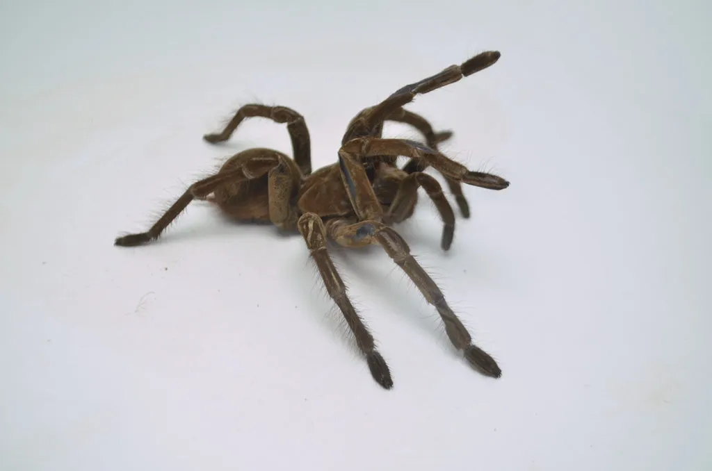 19134 goliath birdeater tarantula health