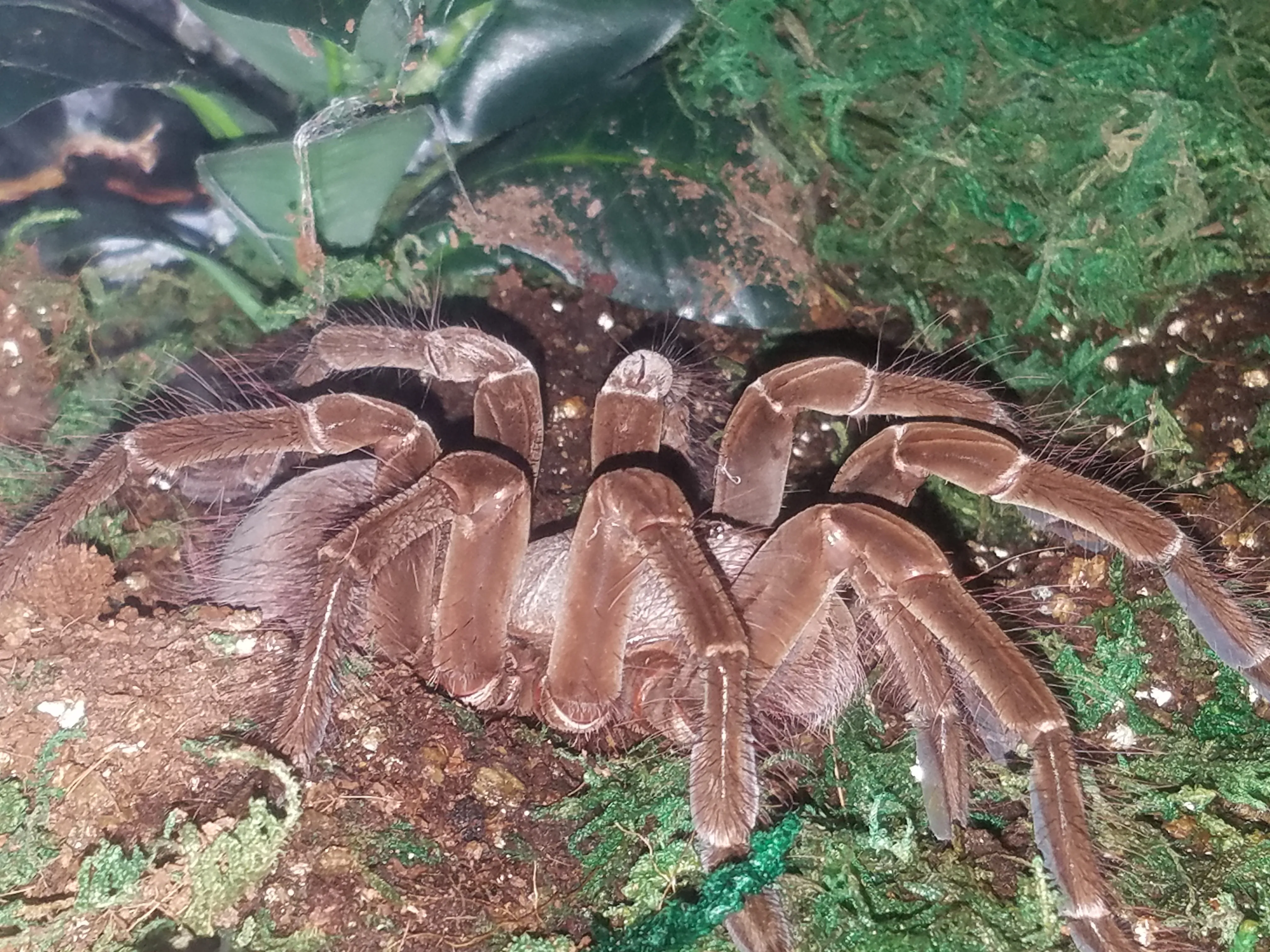 19134 goliath birdeater tarantula overview