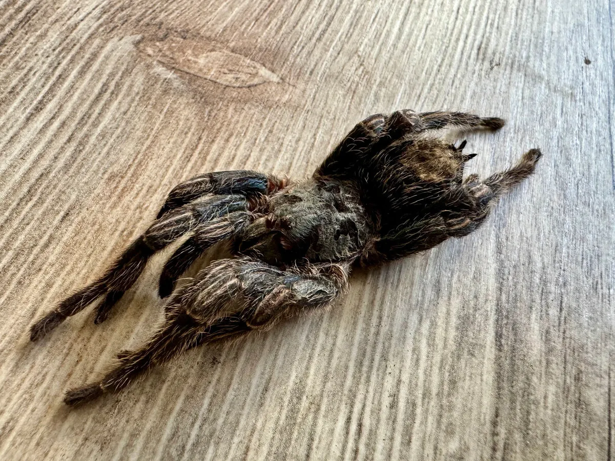 19142 australian bird eating tarantula search