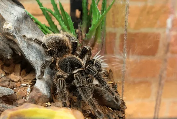 19142 australian bird eating tarantula size
