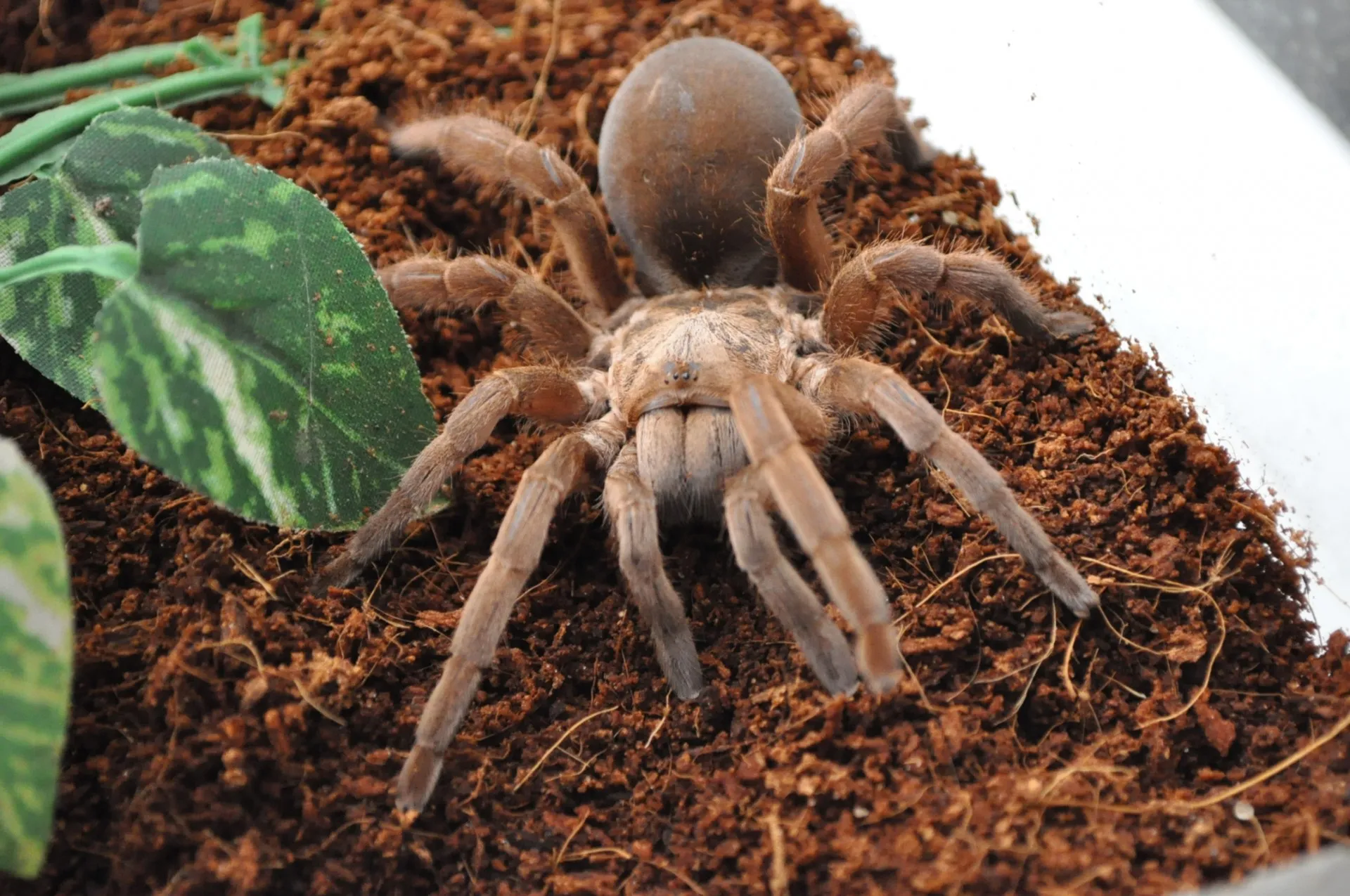 /img/19142-australian-bird-eating-tarantula-venom.webp