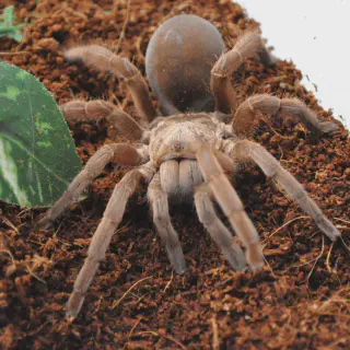 /img/19142-australian-bird-eating-tarantula-venom.webp