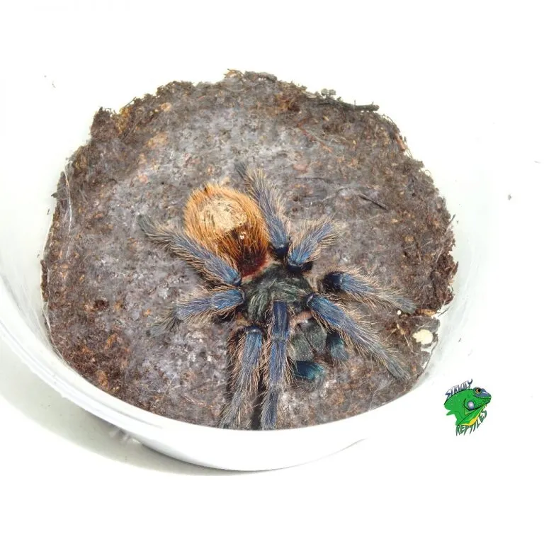 19143 columbian blue bottle tarantula breeder