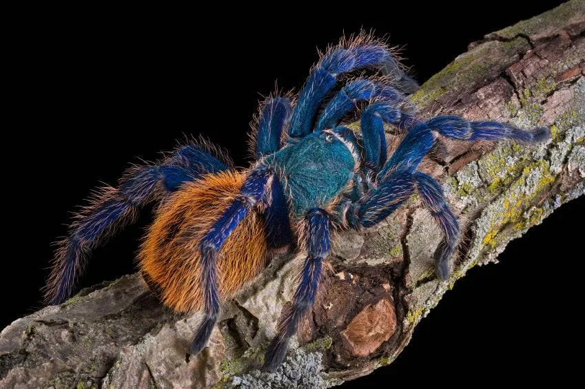 19143 columbian blue bottle tarantula habitat